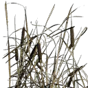 cjgrass