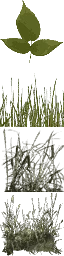 txgrassbig0