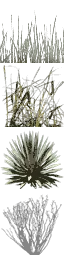 txgrassbig1