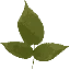 txgrass0_0