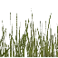txgrass0_1