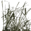 txgrass0_2
