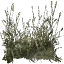 txgrass0_3