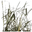 txgrass1_1