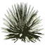 txgrass1_2