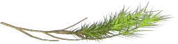 pinebranch1