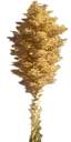 sm_agave_bloom