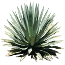 sm_agave_2