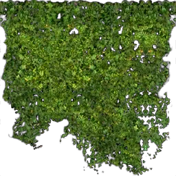 kb_ivy_256