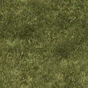 grassdeep2