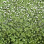 golf_hedge1