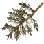 sm_pinetreebit