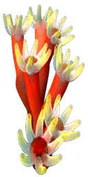 ab_aqua_anenome
