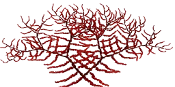 ab_aqua_coral