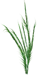 ab_aqua_kelp