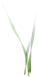 ab_aqua_tubeweed