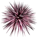ab_aqua_urchin