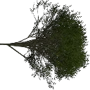 elm_treegrn2