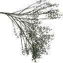 elm_treegrn4
