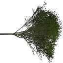elm_treegrn