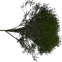 elm_treegrn2
