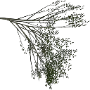 elm_treegrn4