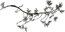 cedarbare