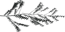 sprucbr