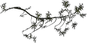 cedarbare