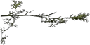 cedarwee