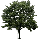 newtreea128