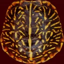 turtletop