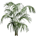 planta256
