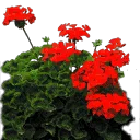 starflower3