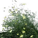starflower4