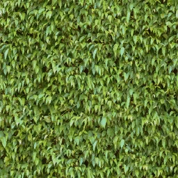 veg_hedge1_256
