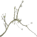 oak2b