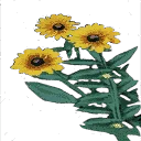 wh_flowers1